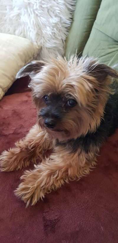 Unsere Fellnasen im Regenbogenland-Beitrag-Bild