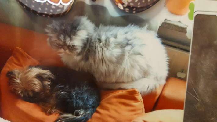 Unsere Fellnasen im Regenbogenland-Beitrag-Bild