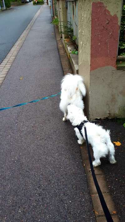 Bester Freund, Hundekumpel - zeigt her!-Beitrag-Bild