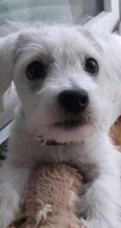 Zeigt mir die tollste Nahaufnahme von eurer Fellnase-Beitrag-Bild