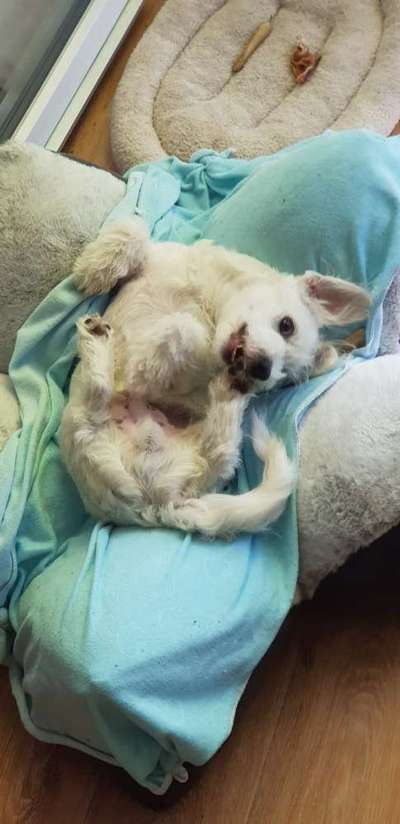 Fotosammlung: ,,Der natürliche Hund" Unbearbeitet, ungestellt und in Natura-Beitrag-Bild