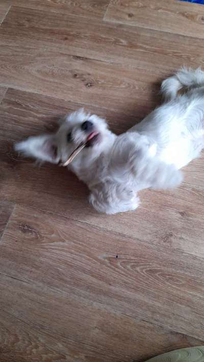 Fotosammlung: ,,Der natürliche Hund" Unbearbeitet, ungestellt und in Natura-Beitrag-Bild