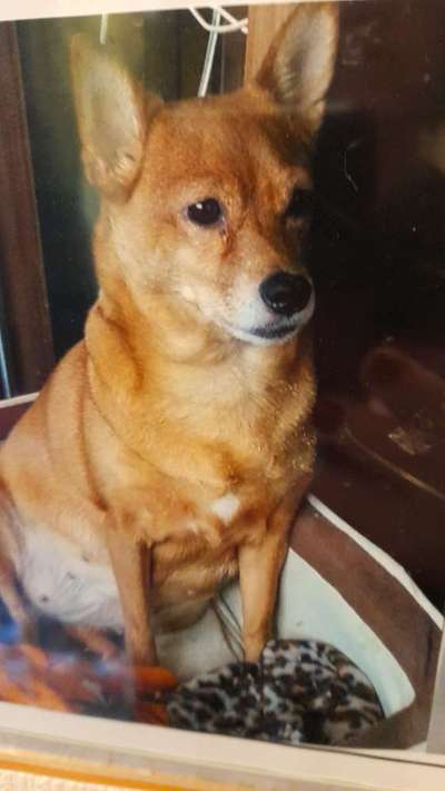 Unsere Fellnasen im Regenbogenland-Beitrag-Bild