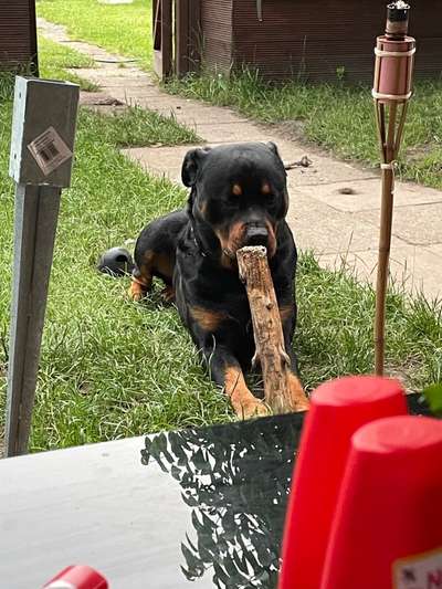 Rottweiler/-Mischlinge-Beitrag-Bild