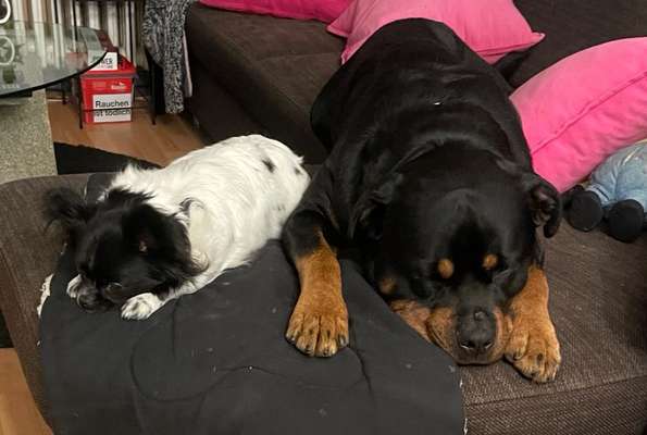 Hundetreffen-Rottweiler möchte spielen und neue Freunde finden auch spontan wenn in der Nähe ☺️☺️-Bild