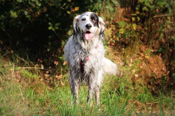 Englisch Setter?-Beitrag-Bild