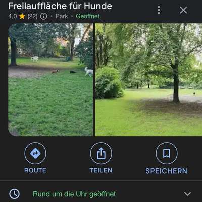 Hundetreffen-Vom Welpe bis zum Senior ist jeder willkommen-Bild