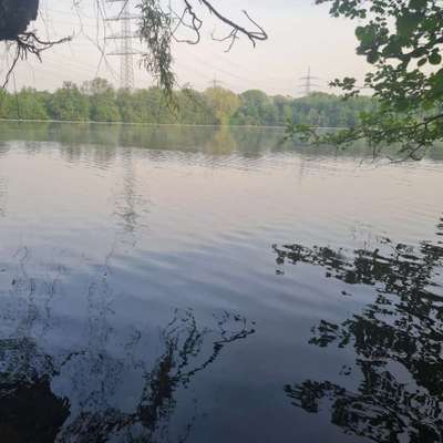 Hundeauslaufgebiet-Ewaldsee-Bild