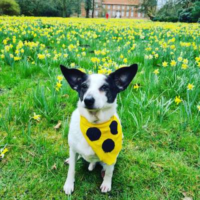 zeigt eure Hunde mit Ihren Frühlingsgefühlen:)-Beitrag-Bild