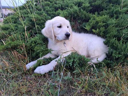 Welpen Bilder !-Beitrag-Bild