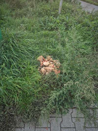 Giftköder-Essensreste/möglicher Giftköder-Bild