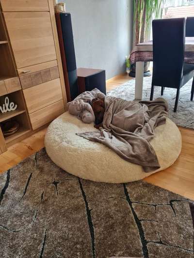 Rhodesian Ridgeback-Beitrag-Bild