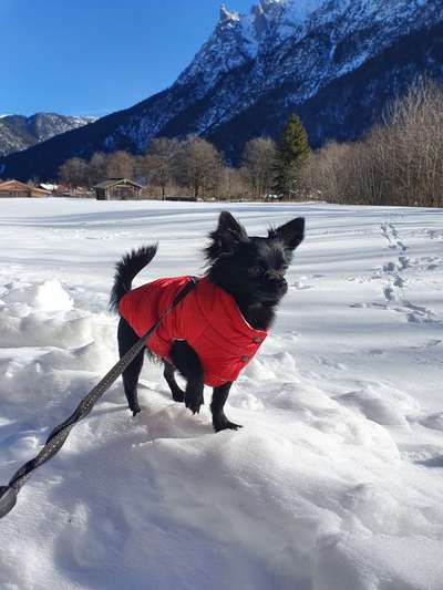 Dogorama Photo Challenge - Es wird nochmal kalt!-Beitrag-Bild