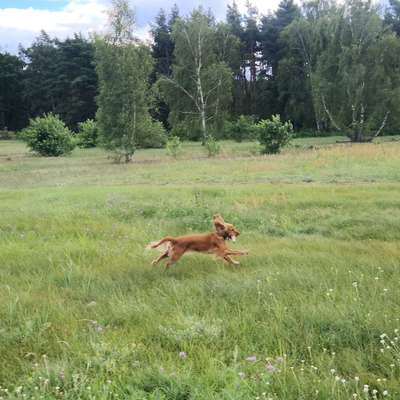 Hundetreffen-Spielverabredungen oder Gassirunden-Bild