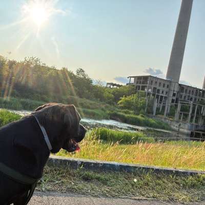 Hundetreffen-Gassirunde oder Spieltreffen-Bild