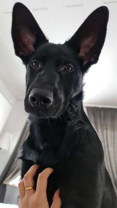 Schäferhund-Beitrag-Bild