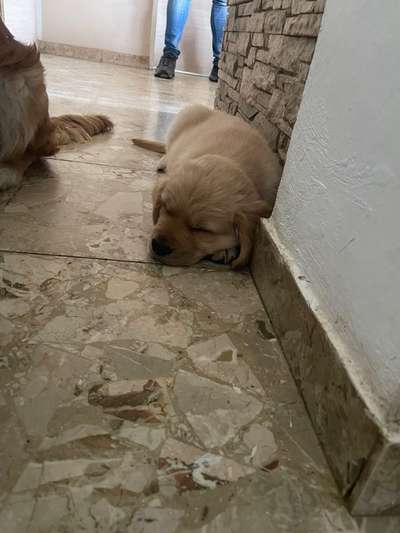 Hundetreffen-Geschwistertreffen aus Overath-Bild
