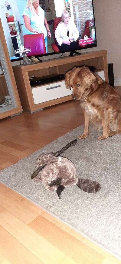 Die Dogorama Wochen Challenge-Beitrag-Bild