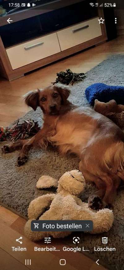 Die besten Hundeblicke 🐾❤️-Beitrag-Bild