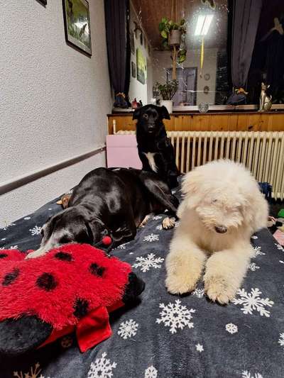 aktuelles Foto Gruppe Fellnasen in Leer ( Ostfriesland )