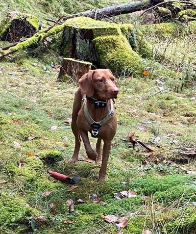 Wald Bild-Beitrag-Bild