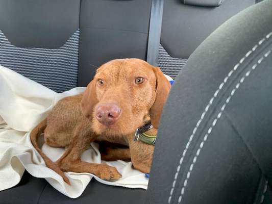 Die Dogorama Wochen Challenge-Beitrag-Bild