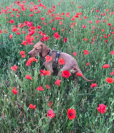 Postet das beste Foto von euren 4 beinern-Beitrag-Bild