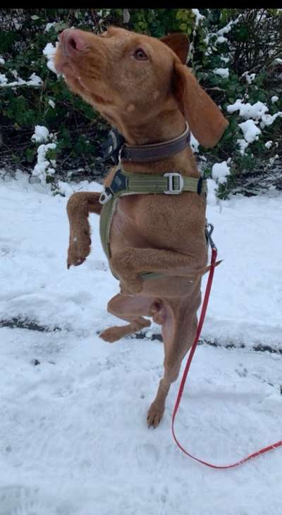 Schnee Foto-Beitrag-Bild