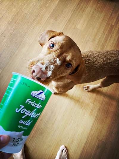 Fotochallenge Guten Appetit! Dein Hund beim futtern-Beitrag-Bild