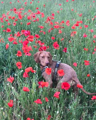 Fotochallenge Nr 96.: Bunt, Bunter, Hund 💐🌹🍁-Beitrag-Bild