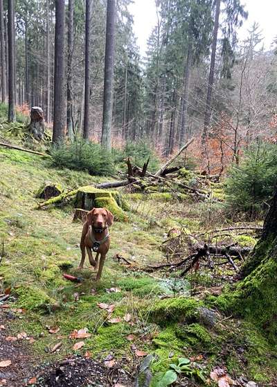 Die wunderschöne Welt mit Hund.-Beitrag-Bild