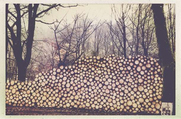 Die wunderschöne Welt mit Hund.-Beitrag-Bild