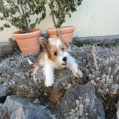 Hundetreffen-Elli würde sich sehr über Hundekontakte freuen🙂-Bild