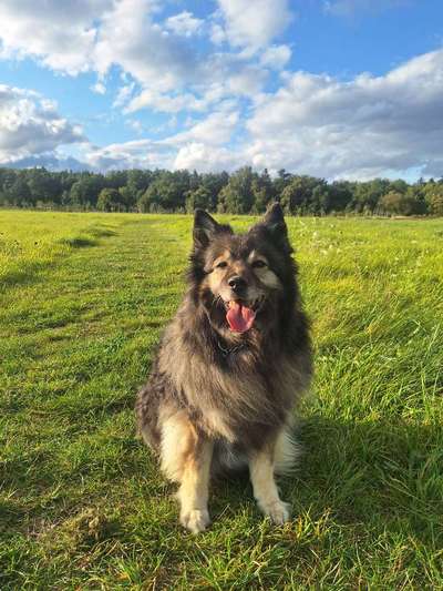 Ab wann macht sich das Alter, bei euren Hunden bemerkbar?-Beitrag-Bild