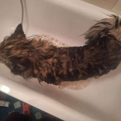 Wie optimal ist das Körpergewicht meines Hundes?-Beitrag-Bild