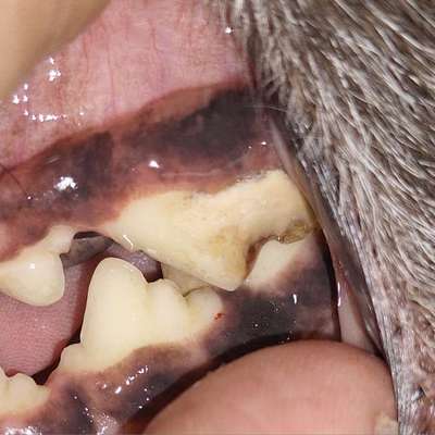 Empfehlung zu Zahnreinigung & Zahnsteinentfernung-Beitrag-Bild