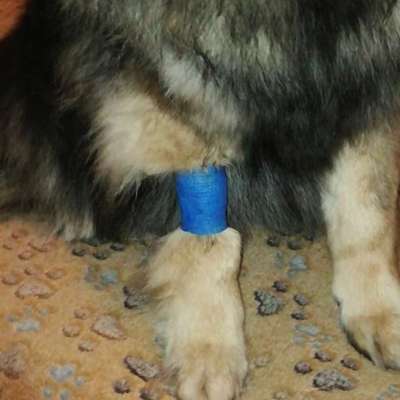 Wie optimal ist das Körpergewicht meines Hundes?-Beitrag-Bild