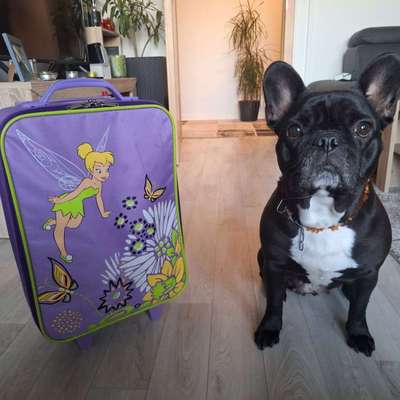 Qualzucht - Warum Aufklärung alleine nicht reicht-Beitrag-Bild