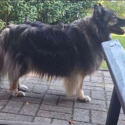 Wie optimal ist das Körpergewicht meines Hundes?-Beitrag-Bild