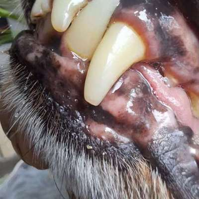 Empfehlung zu Zahnreinigung & Zahnsteinentfernung-Beitrag-Bild