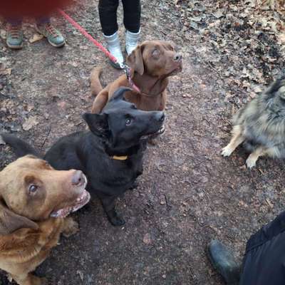 Hundetreffen-Gassi im Crimmitschauer Wald🐺🐾-Bild