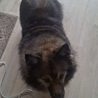 Wie optimal ist das Körpergewicht meines Hundes?-Beitrag-Bild