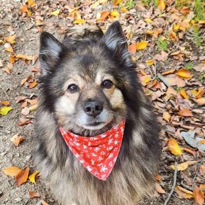 Wie "jung" haben sich eure Hunde gehalten ?-Beitrag-Bild