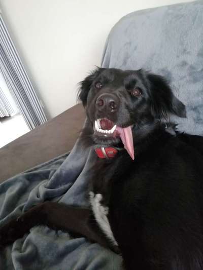 Die Dogorama Kalender Challenge Titelbild-Beitrag-Bild