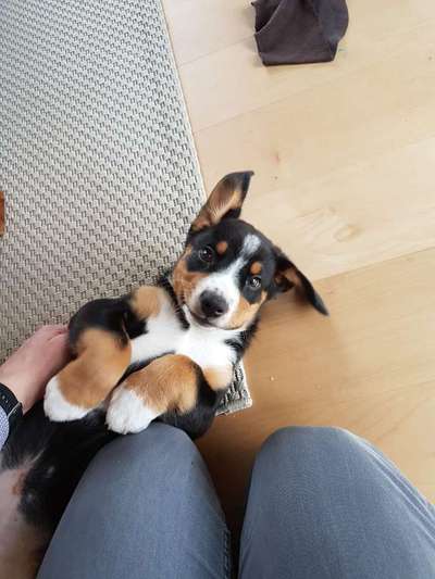 Dogorama Photo Challenge - Be my valentine-Beitrag-Bild