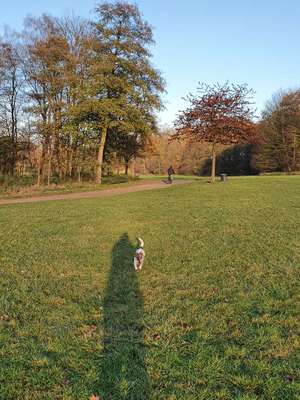 Hundeauslaufgebiet-Öjendorfer Park-Bild