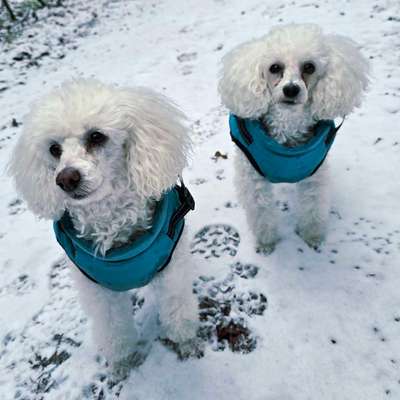 Warum liebst du deinen Hund?-Beitrag-Bild