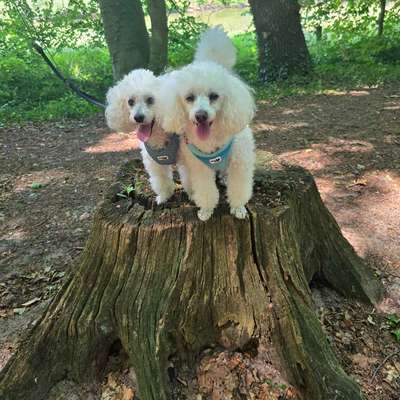 Hundetreffen-Pudeltreffen-Bild