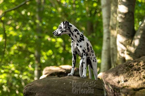 Hundetreffen-Fotoshooting-Bild