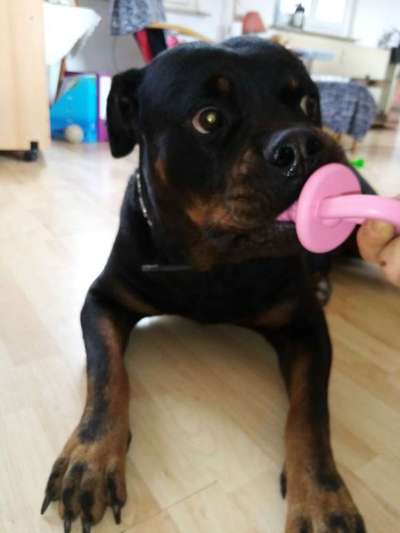 Dein Hund im Dogorama-Kalender 2021-Beitrag-Bild